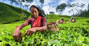 Tamil women collecting leaves near Nuwara Eliya, Ceylon