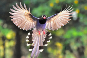 A Taiwan blue magpie in flight (Photo/Shao Huan Lang)